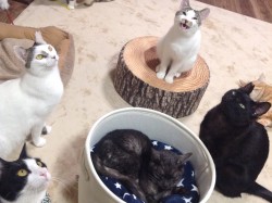 保護猫カフェかぎしっぽ 保護猫カフェかぎしっぽ